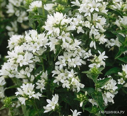 Колокольчик скученный Альба