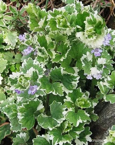 Глекома (котовник) Вариегата