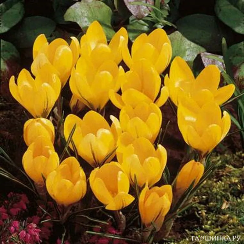 Крокус Голден Йеллоу 10 шт