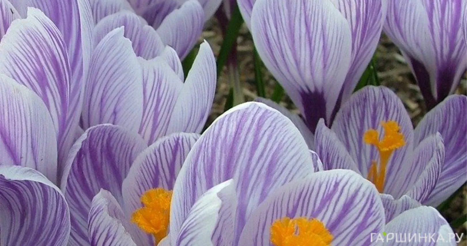 Крокус Кинг оф Стрипт 10 шт