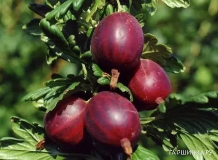 Крыжовник Гаркате