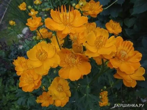 Купальница Голден Квин