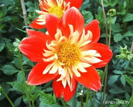 Георгина Ла Джоконда воротничковая