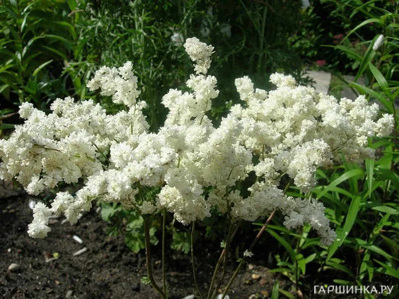 Лабазник (таволга) Плена