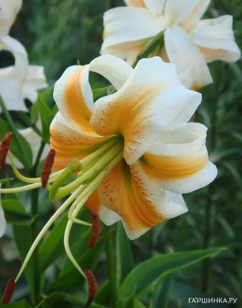 Лилия Леди Элис тигровая