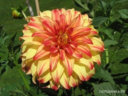 Георгина Леди Дарлин декоративная