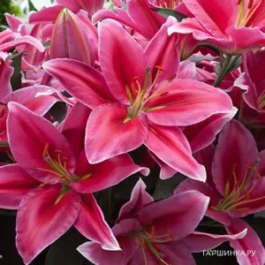 Лилия Лейк Кери восточная /2 шт