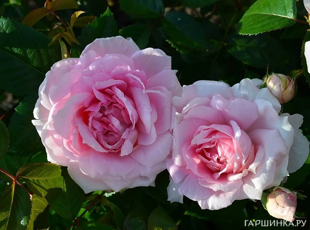 Роза Ламберт Клосс канадская парковая (лиц)