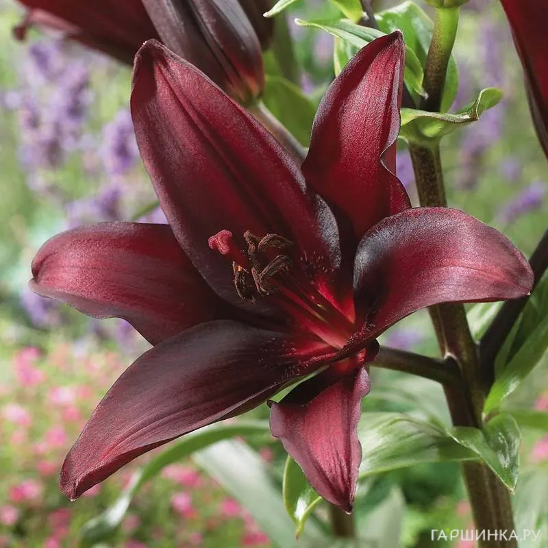 Лилия Ландини азиатская/2шт