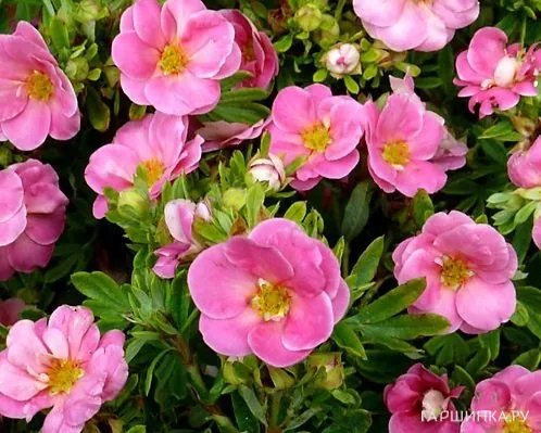 Лапчатка кустарниковая Пинк Парадайз