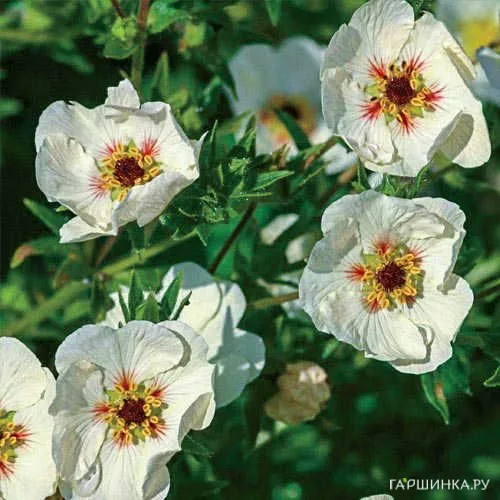 Лапчатка травянистая Vogue