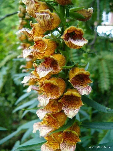 Наперстянка Laevigata NEW!