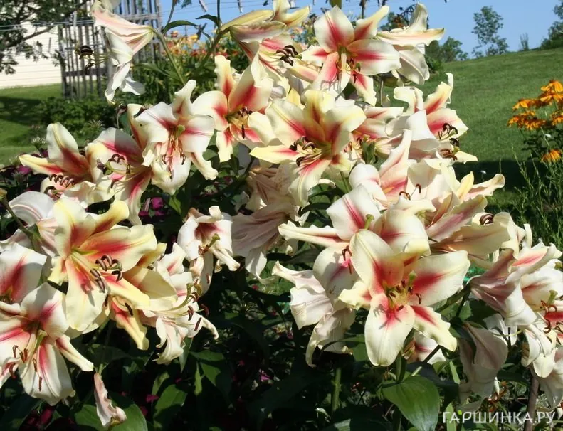 Лилия Лавон ОТ-гибрид/2шт