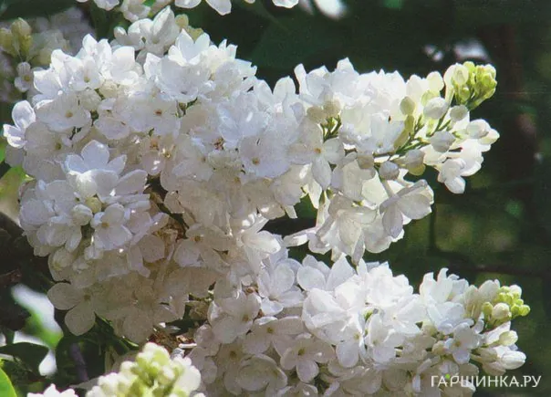 Сирень Лебедушка