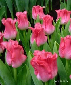 Тюльпан Либерстар Триумф 5шт.