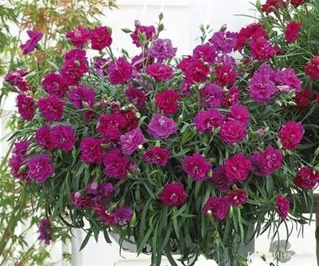 Гвоздика Лилак Блек