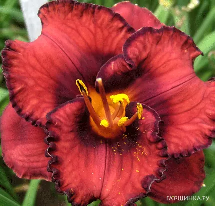 Лилейник Беррилишис