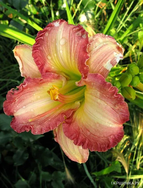 Лилейник Биг Смайл