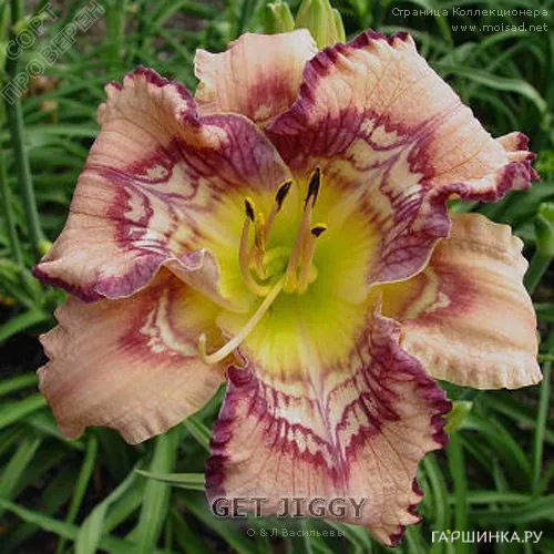 Лилейник Get Jiggy