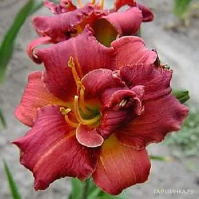 Лилейник Литл Шоу Стоппер