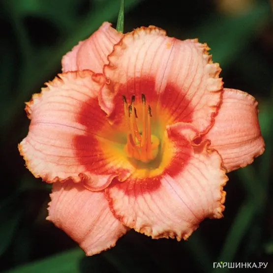 Лилейник Строберри Кэнди