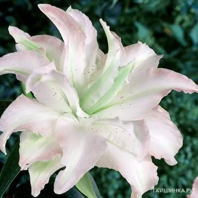 Лилия Сноуборд  восточная махровая /2шт