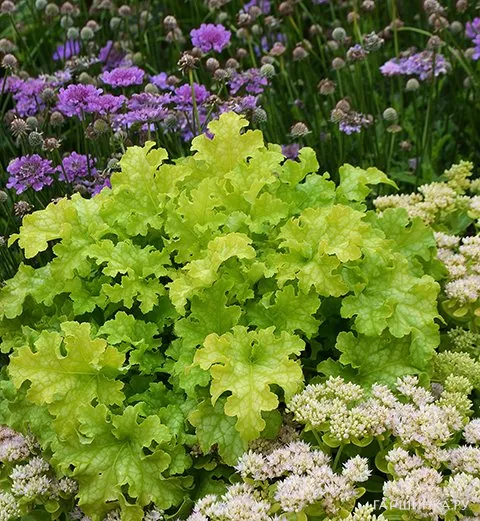 Гейхера Лайм Раффлз