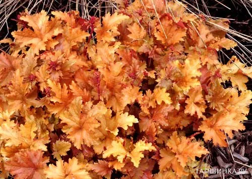 Гейхера Амбер Вэйвс