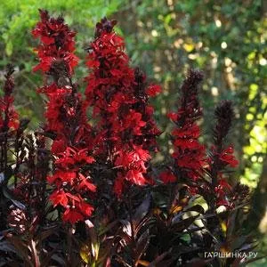 Лобелия Красный вулкан
