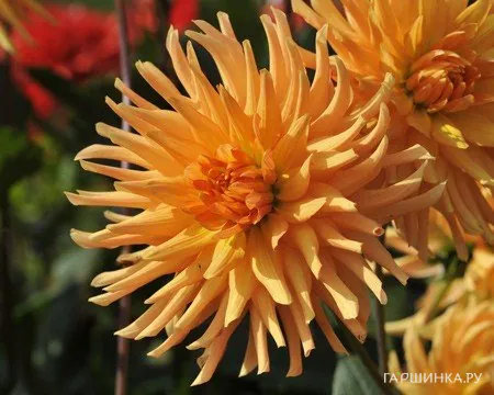 Георгина Людвиг Хелферт кактусовидная