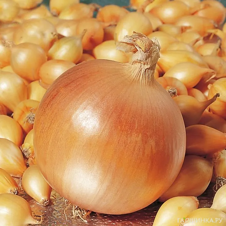 Лук-севок Геркулес (желтый) 0,5 кг