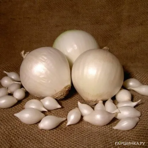Лук-севок Сноуболл 0,5кг