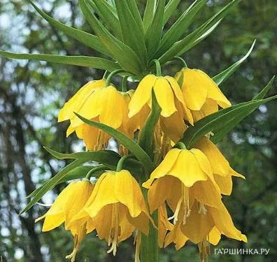 Рябчик Лютеа императорский