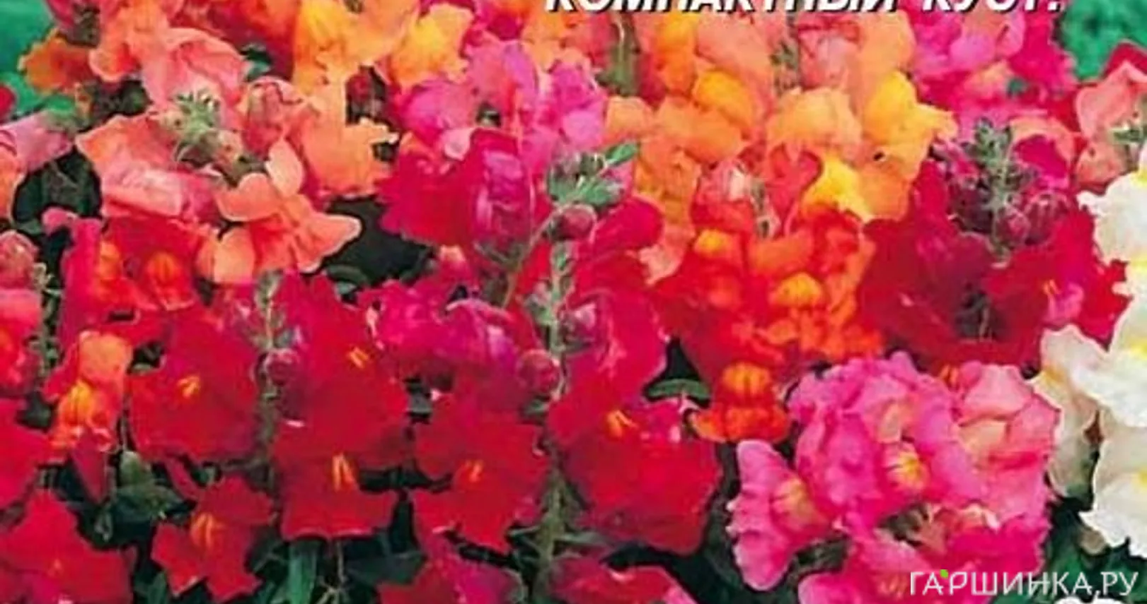 Львиный зев карликовый Смесь