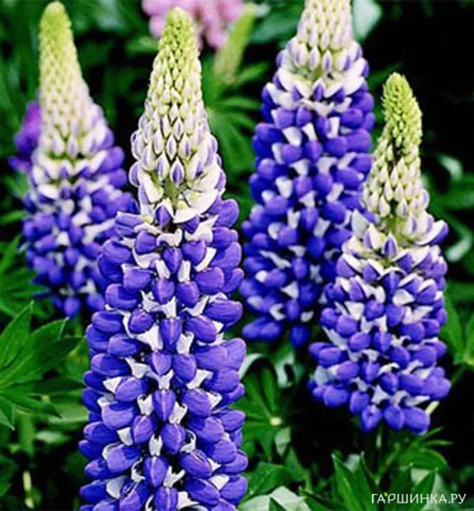Люпин Blue