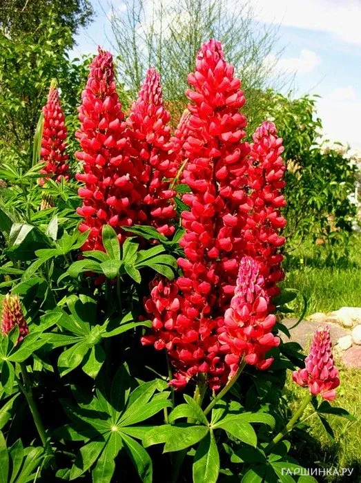 Люпин Red