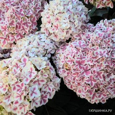 Гортензия Пеперминт крупнолистная (макрофила)