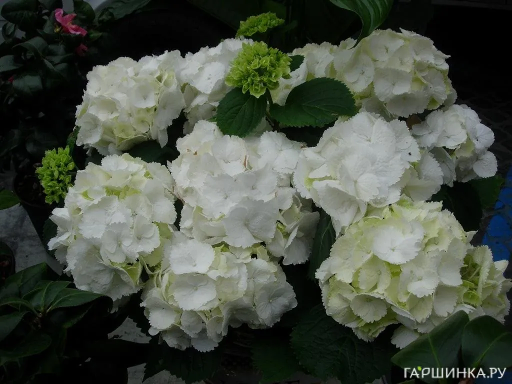 Гортензия крупнолистная Snowball