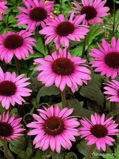 Эхинацея пурпурная Магнус
