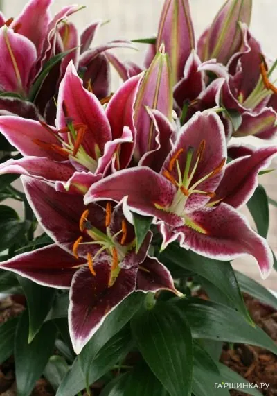 Лилия Магни Корс восточная низкорослая/2шт