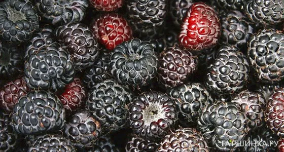 Малина Блэк Джевел черная