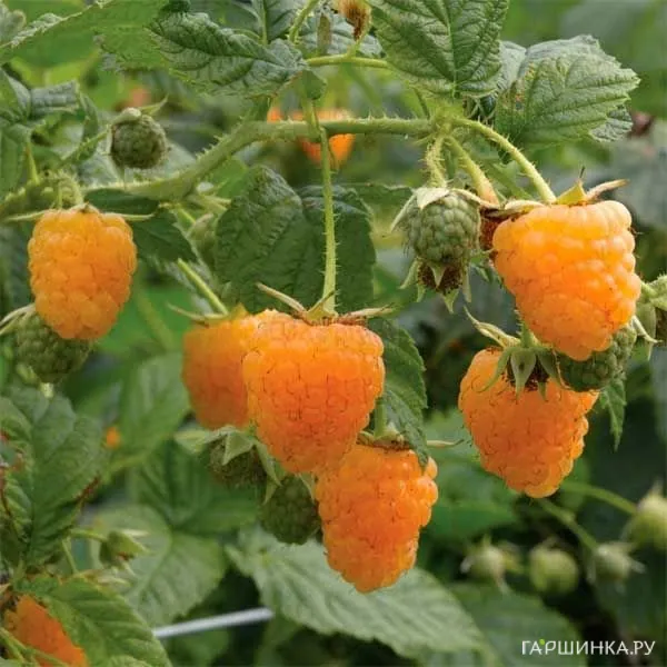 Малина Ол Голд ремонтантная