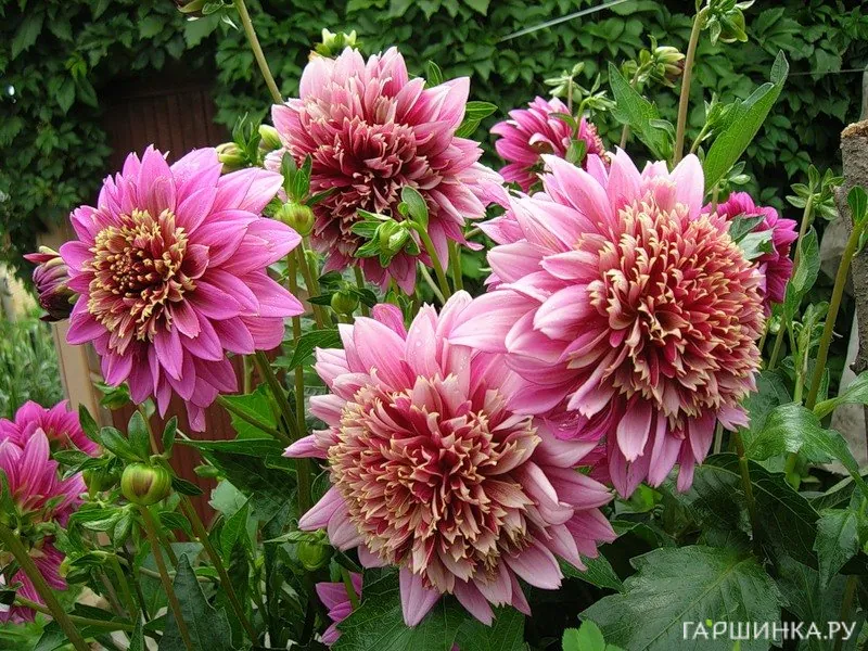 Георгина Мамбо анемоновидная