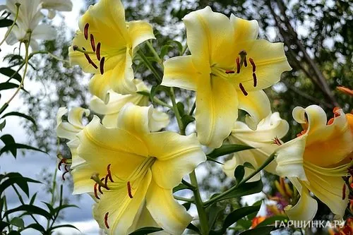 Лилия Манисса ОТ-гибрид