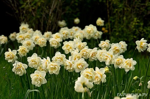 Нарцисс Мэнли махровый 5шт