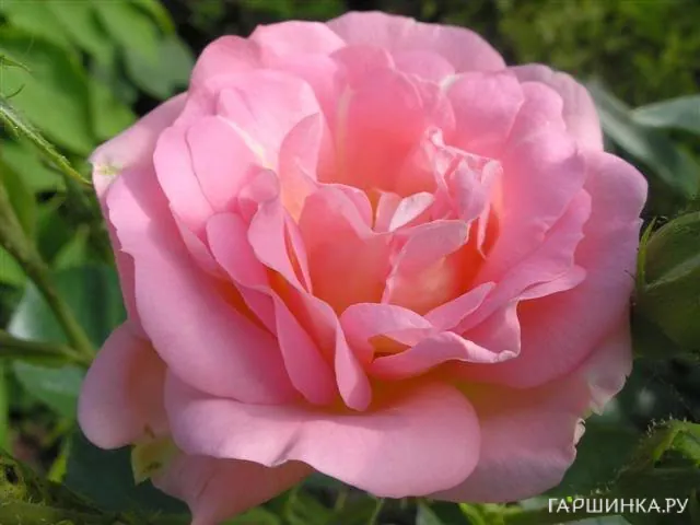 Роза Мари Викторин канадская парковая (лиц)