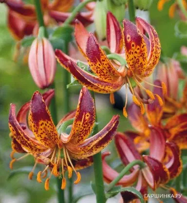 Лилия Маруун Кинг кудреватая/ 2шт