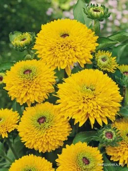 Рудбекия Майя