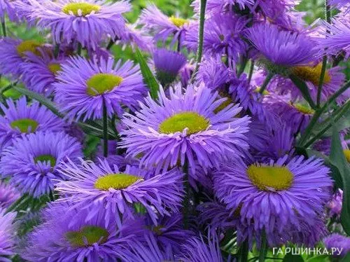 Мелколепестник голубой