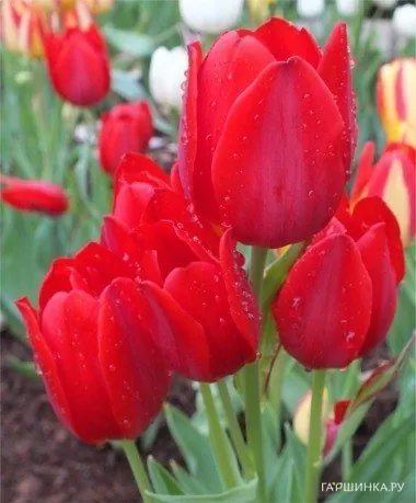 Тюльпан Мерри Гоу Раунд многоцветковый 5шт.